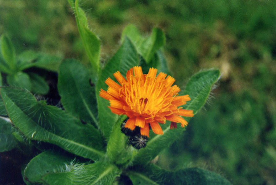 Hieracium aurantiacum en fleurs dans une prairie d'altitude des Alpes